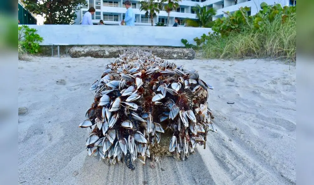 Facebook Viral: enorme cruz llega a playa de EE.UU. y miles piensan que es una señal divina [VIDEO]