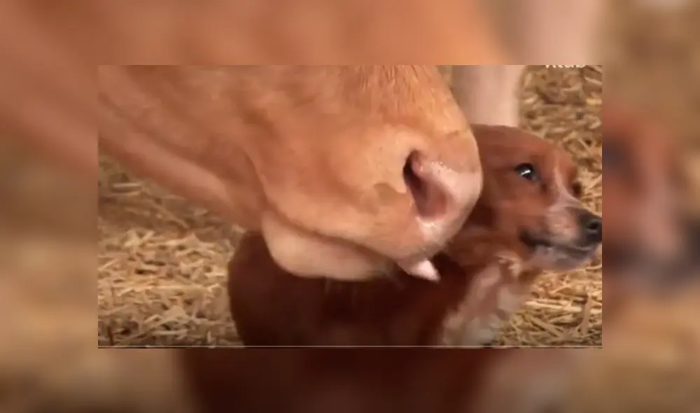 YouTube viral: perro llora de emoción al reencontrarse con vaca que lo cuidó desde bebé 