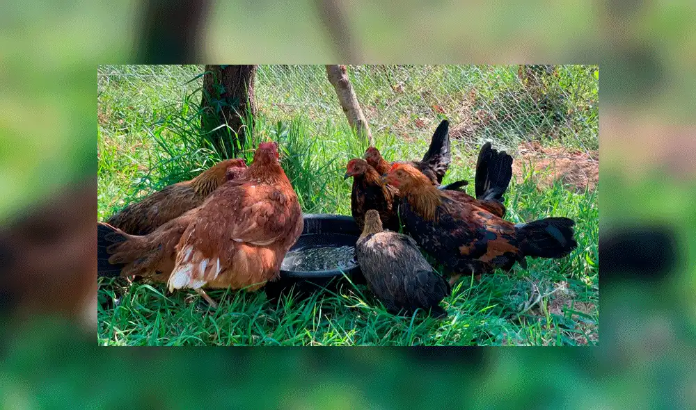 Colectivo vegano es criticado por separar gallinas de gallos para que no se reproduzcan [VIDEO]