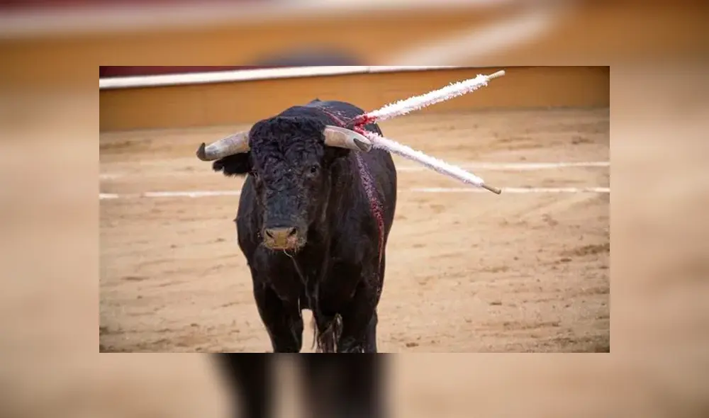 Maltrato animal Maltrato animal