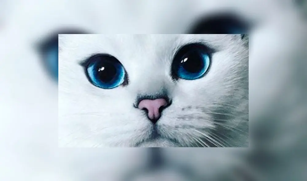 El tierno “gato mutante” que todos adoran en Instagram y Facebook [FOTOS]