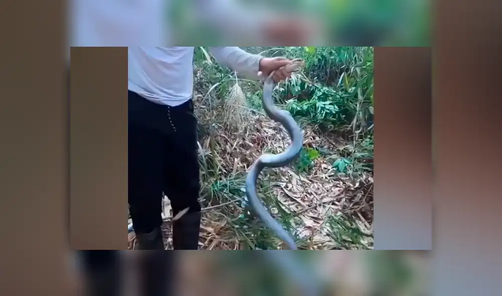 Desliza hacia la izquierda para ver las enormes serpientes dentro de un hoyo. Desliza hacia la izquierda para ver las enormes serpientes dentro de un hoyo.