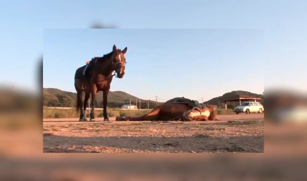 En Facebook, un caballo llamó la atención de sus cuidadores por su inusual comportamiento.