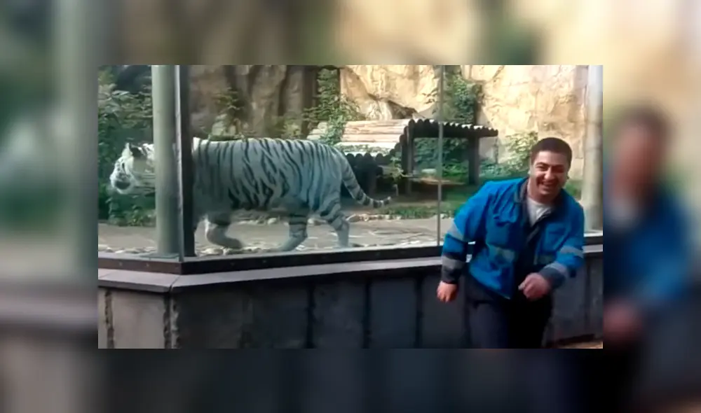 Un video viral de YouTube muestra la reacción que tuvo un tigre blanco al estar a pocos metros de turista, en zoológico. Un video viral de YouTube muestra la reacción que tuvo un tigre blanco al estar a pocos metros de turista, en zoológico.