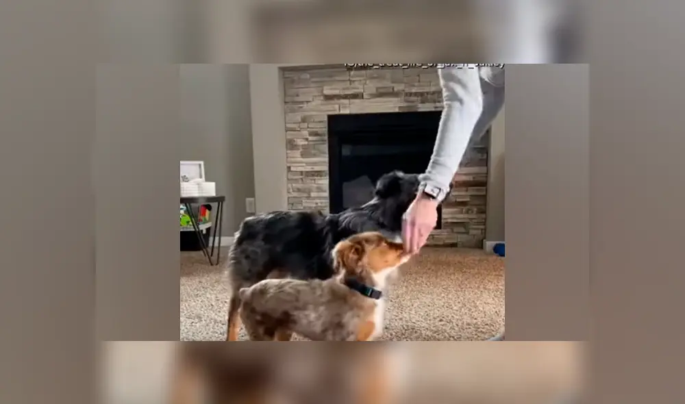 Desliza a la izquierda para ver más fotos de la cautivadora escena entre dos perros y su dueña. (Foto: captura)