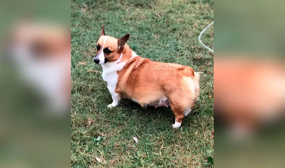 Desliza las imágenes para conocer la conmovedora historia de una perrita que cuidó a unos cachorros como si fueran suyos. Foto: Facebook