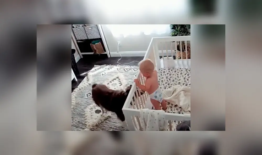 Perro y bebé son captados en tierna situación mientras todos duermen [VIDEO] 