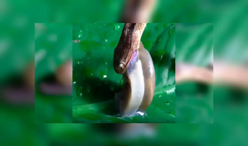 Desliza para ver los detalles del video viral de Facebook. Foto: Captura. Desliza para ver los detalles del video viral de Facebook. Foto: Captura.