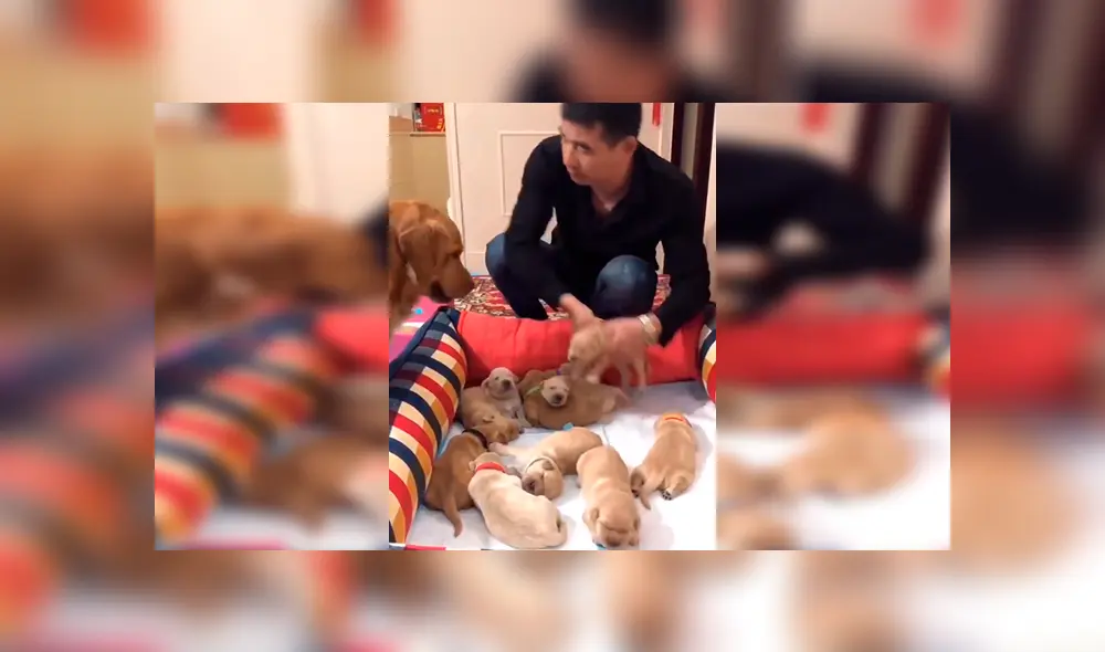 Facebook viral: perrita sufre y ruega a su dueño que no le quite a sus crías [VIDEO]  