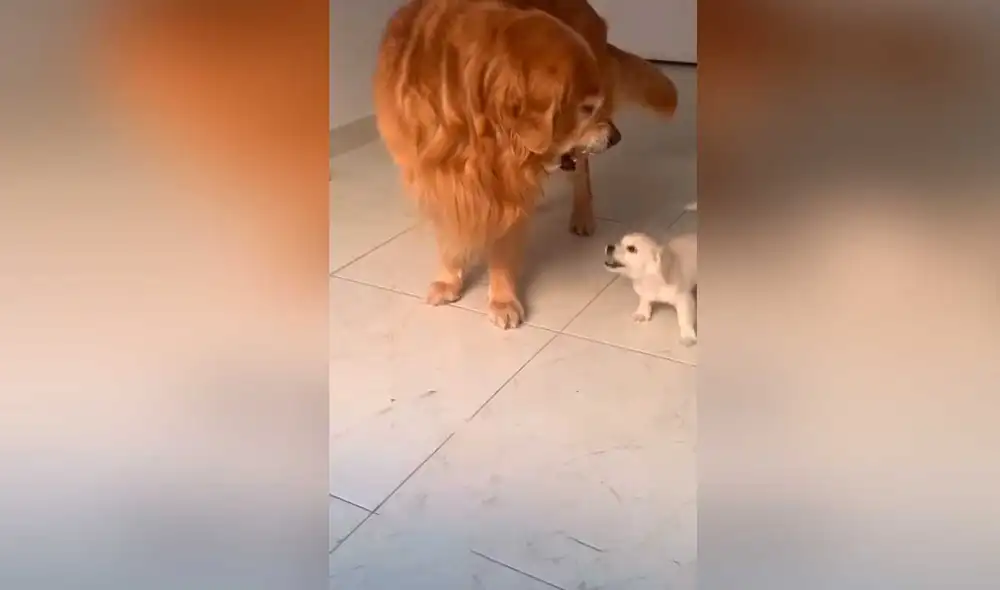 Desliza las imágenes para la curiosa escena que protagonizó este can al conocer a su pequeña compañera. Foto: captura de TikTok/Angie Morales