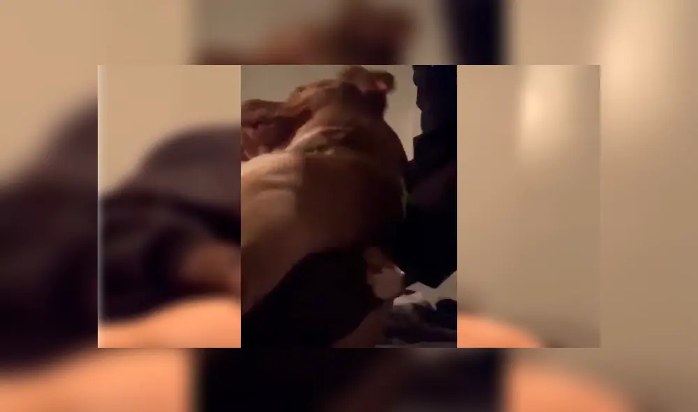 Dueño del can intentó desalojarlo de su cama, sin imaginar la insólita conducta que adoptaría su mascota. Video es viral en Facebook