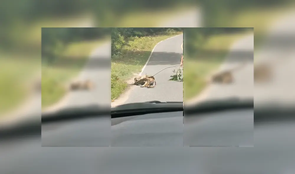 Desliza para ver el desenlace de este video viral de YouTube. Foto: Captura. Desliza para ver el desenlace de este video viral de YouTube. Foto: Captura.