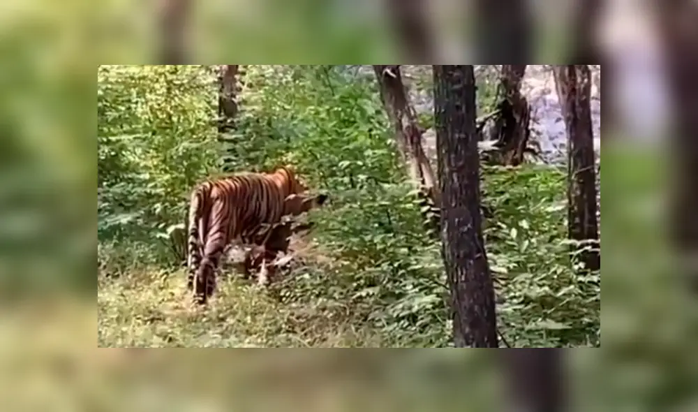 Desliza hacia la izquierda para ver el épico enfrentamiento de dos tigres machos que fueron captados por un grupo de turistas en la selva de la India. El video es viral de YouTube.