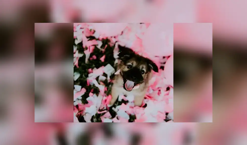 Desliza las imágenes hacia la izquierda para apreciar la tierna sorpresa que armó una pareja tras adoptar a una perrita. Fotos: Captura. Desliza las imágenes hacia la izquierda para apreciar la tierna sorpresa que armó una pareja tras adoptar a una perrita. Fotos: Captura.