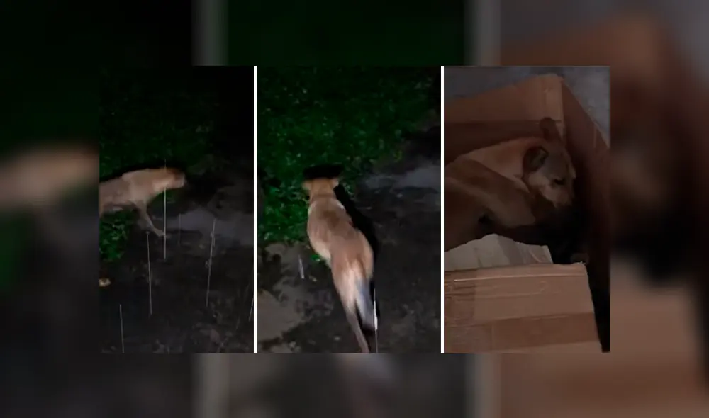 Desliza hacia la izquierda para ver más del video viral. Fotocaptura: YouTube Desliza hacia la izquierda para ver más del video viral. Fotocaptura: YouTube