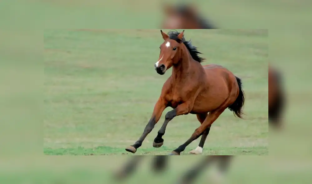 Joven queda inconsciente al recibir contundente patada de un caballo [VIDEO]