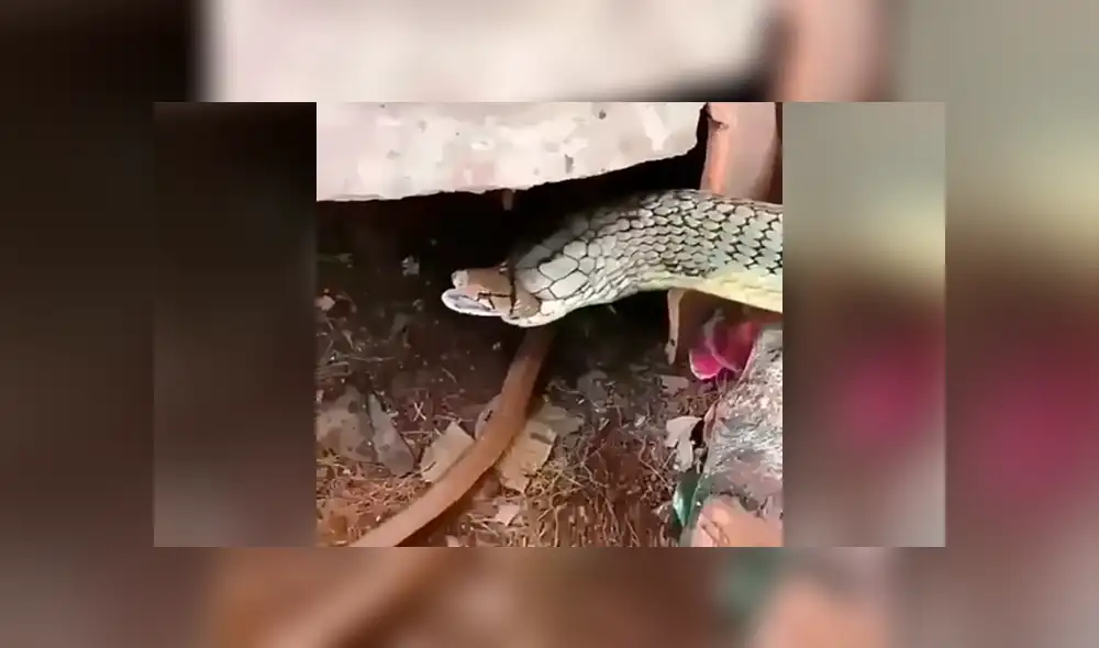 Facebook: gigantesca ‘Cobra real’ se enfrenta a culebra y desenlace aterroriza a miles [VIDEO]