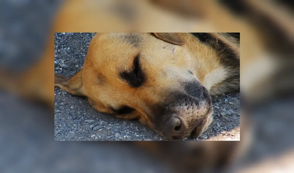 "Malevo" se encuentra internado en la Facultad de Veterinaria de la Universidad Nacional de La Plata. Fuente: foto referencial.