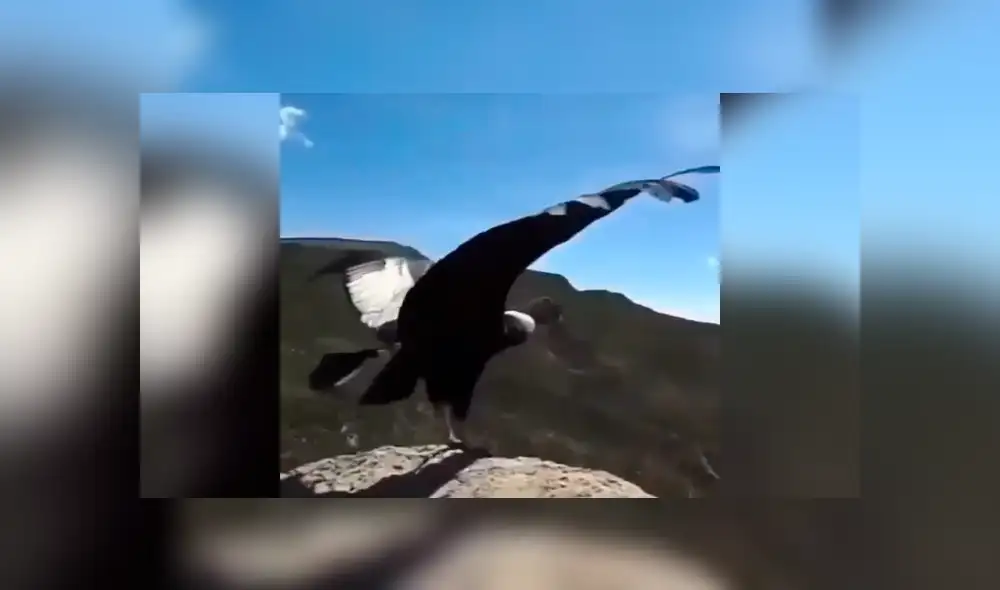 El cóndor fue liberado en las montañas tras ser mantenido en cautiverio toda su vida. Foto: captura. El cóndor fue liberado en las montañas tras ser mantenido en cautiverio toda su vida. Foto: captura.