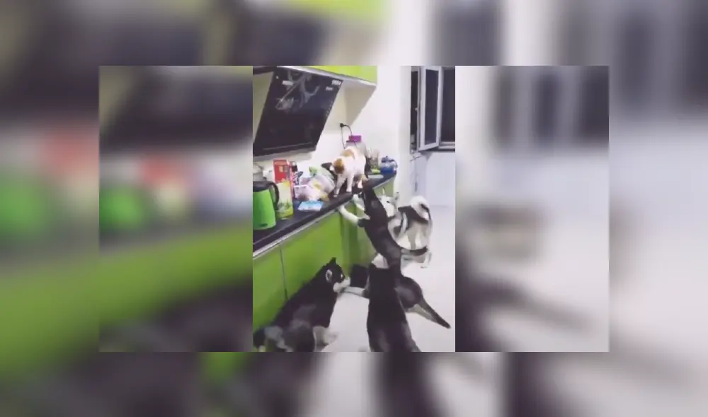 Desliza las imágenes para conocer más sobre esta travesura que se hizo viral en Facebook.