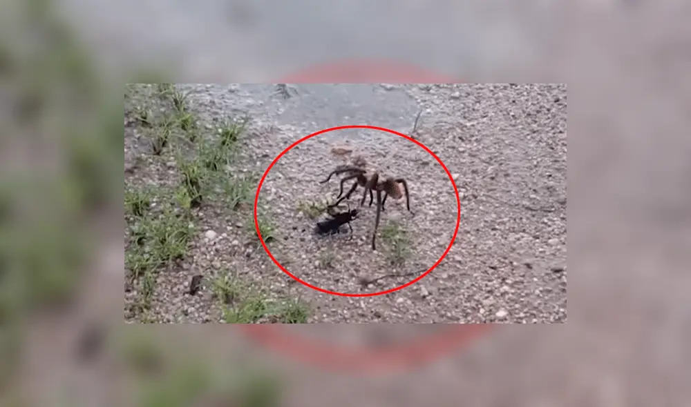 YouTube: la pelea hasta la muerte entre una tarántula y una enorme avispa [VIDEO]