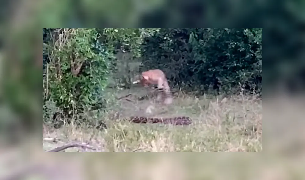 El leopardo atacó la cabeza del reptil mientras este intentaba rodearlo con su cuerpo. Foto: captura. El leopardo atacó la cabeza del reptil mientras este intentaba rodearlo con su cuerpo. Foto: captura.