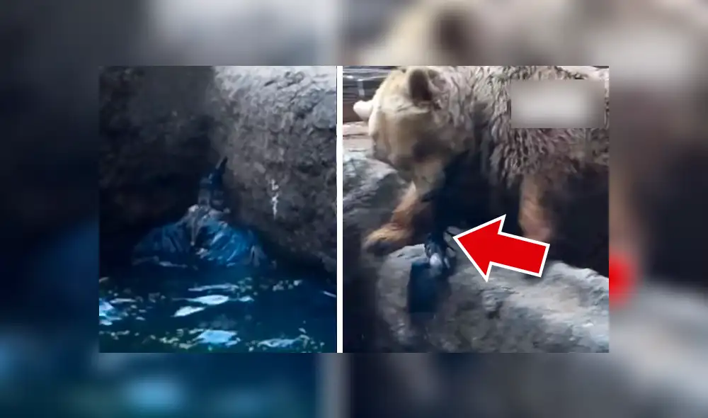 Facebook viral: Enorme oso ve que cuervo iba a morir ahogado y hace esto [VIDEO] 