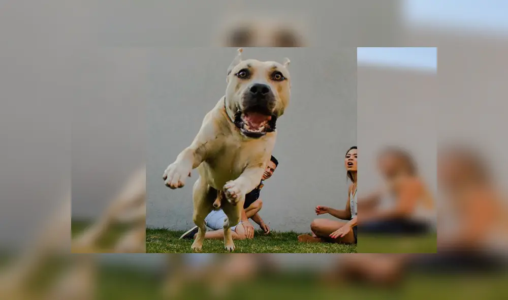 En Facebook, un travieso perro arruinó la sesión de fotos de sus dueños al colocarse delante de la cámara. En Facebook, un travieso perro arruinó la sesión de fotos de sus dueños al colocarse delante de la cámara.