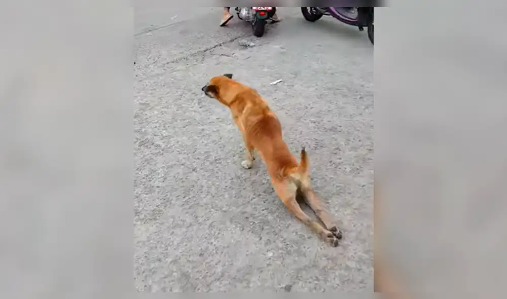Facebook: Captan a perro fingiendo estar cojo por una insólita razón [VIDEO]
