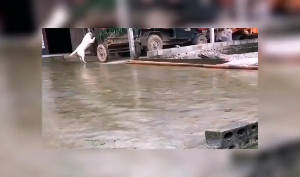 Facebook viral: perro alimenta a toros, luego de que su dueño sufriera accidente [VIDEO]