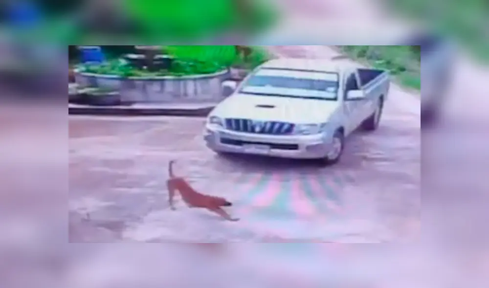 Conductor casi atropella a perro ‘imprudente’, toca claxon y can hace lo impensado [VIDEO] 