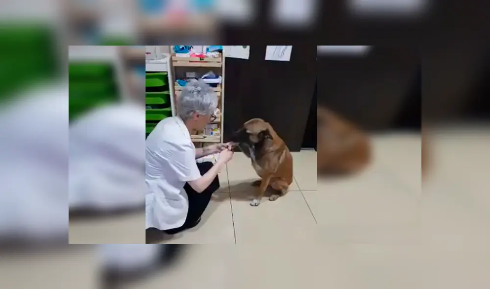 Un perro de la calle protagonizó un conmovedor video viral de Facebook, tras la tierna reacción que tuvo con una farmacéutica, quien le curó una de sus patas heridas Un perro de la calle protagonizó un conmovedor video viral de Facebook, tras la tierna reacción que tuvo con una farmacéutica, quien le curó una de sus patas heridas