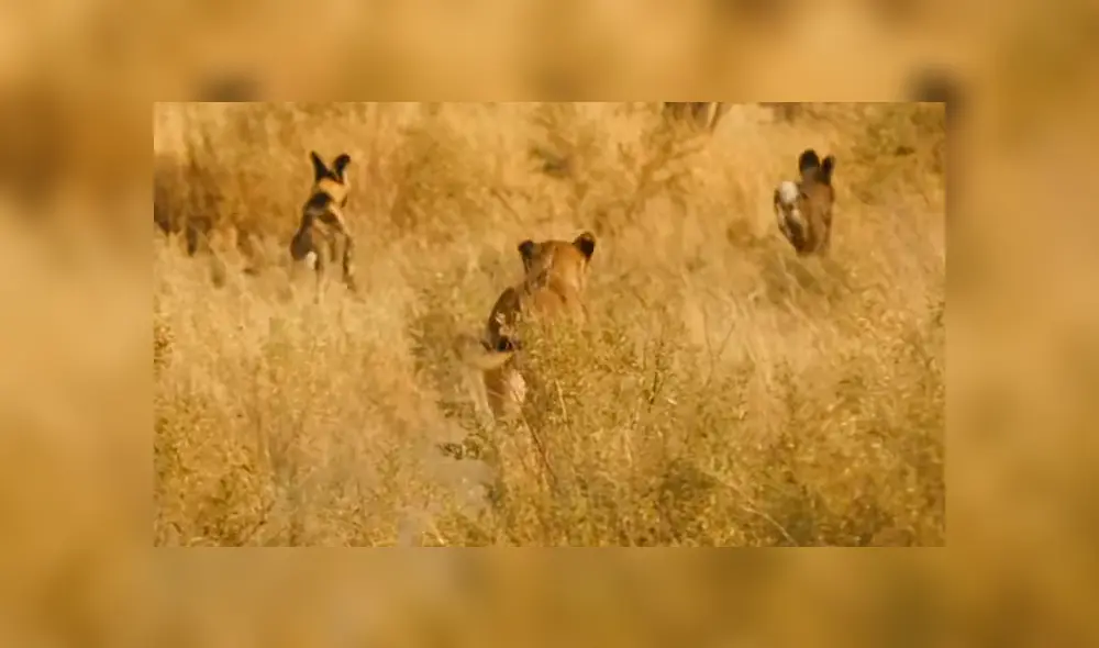 Ella llegó junto a otra hembra e hicieron huir a los depredadores. Foto: BBC Earth