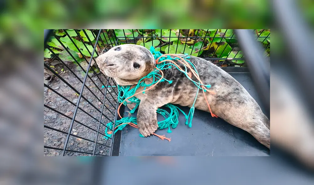 Rescatistas liberan a una foca bebé atrapada en una red de pesca 