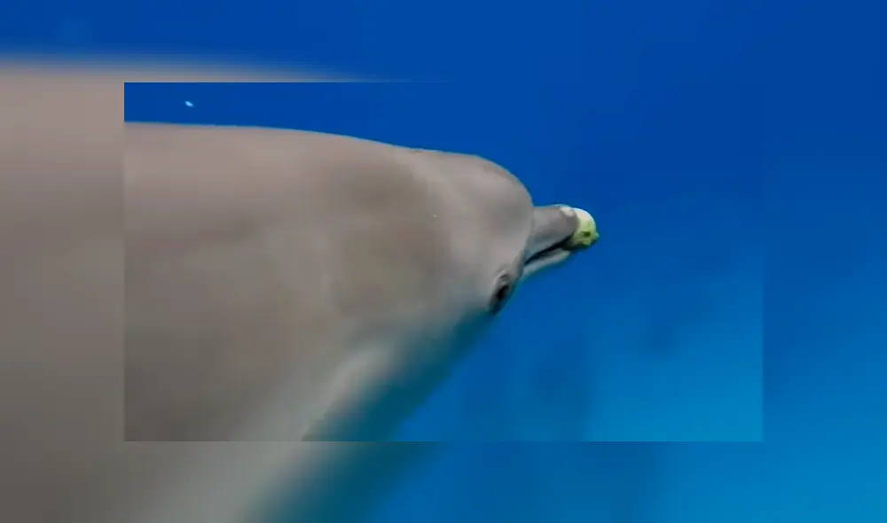 Unos delfines descubrieron el efecto narcótico que produce un venenoso pez globo y empezaron a jugar con él a ‘atraparlo’. Foto: BBC