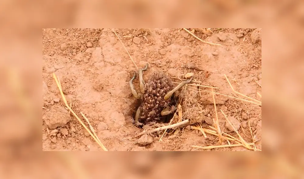 Un video viral registró el momento en que una araña hembra cargó a sus crías para cazar.