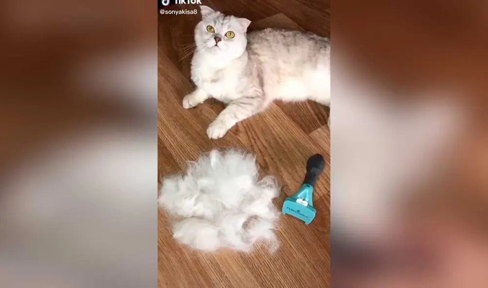 Desliza las imágenes para ver la curiosa escena que protagonizó esta divertida gatita con su dueño. Foto: Captura de TikTok/ Cat Sonya