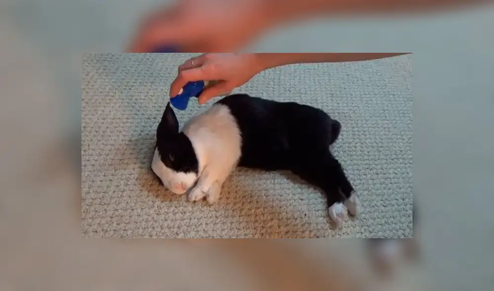 YouTube viral: Tierno conejo es despertado con una corneta y su reacción cautiva
