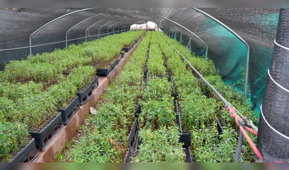 Reforestarán más de 3 mil hectáreas de tierra con especies nativas en Cusco