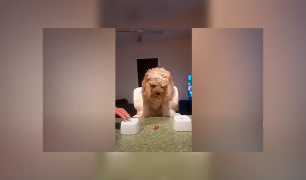 Desliza las imágenes para apreciar la destreza de un perro al adivinar donde se escondía su comida. Foto: Caters Clips.