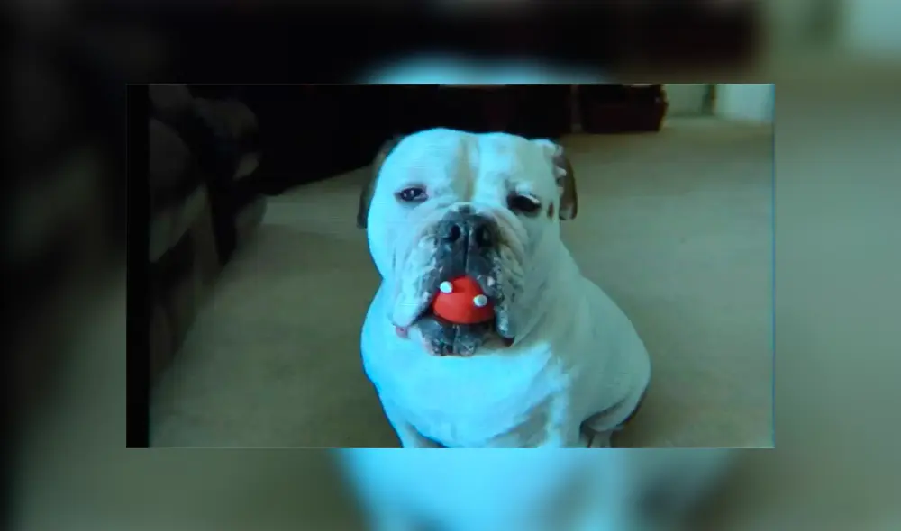 Bulldog muere aplastado por mesa de spa luego que dueña lo dejara para su baño [VIDEO] 