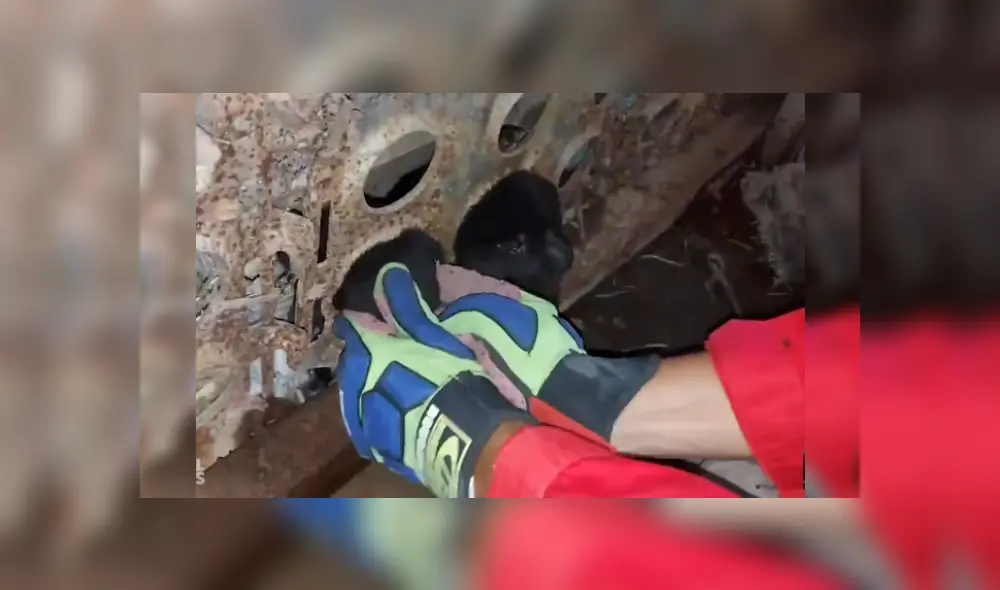 Desliza las imágenes para ver más de este rescate a dos perritos callejeros. (Foto: captura / YouTube)