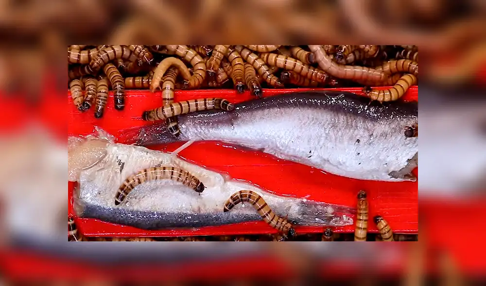 YouTube: Lanzan comida en lata dentro de envase con supergusanos carnívoros y sucede algo inesperado [VIDEO]