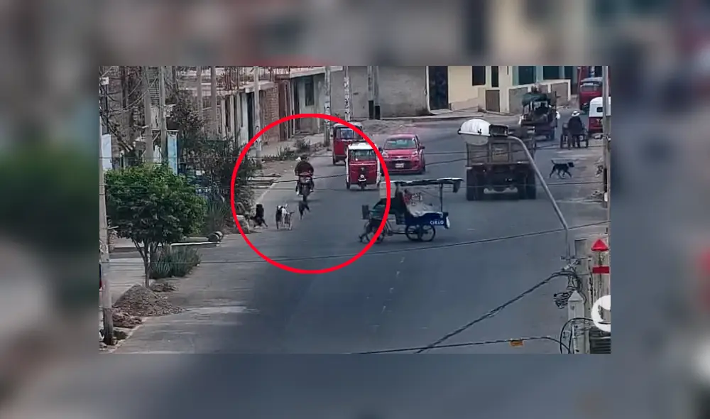 Perro se metió a una transitada avenida por seguir a manada y chocó de forma abrupta contra mototaxi ocasionando que se volteara Perro se metió a una transitada avenida por seguir a manada y chocó de forma abrupta contra mototaxi ocasionando que se volteara