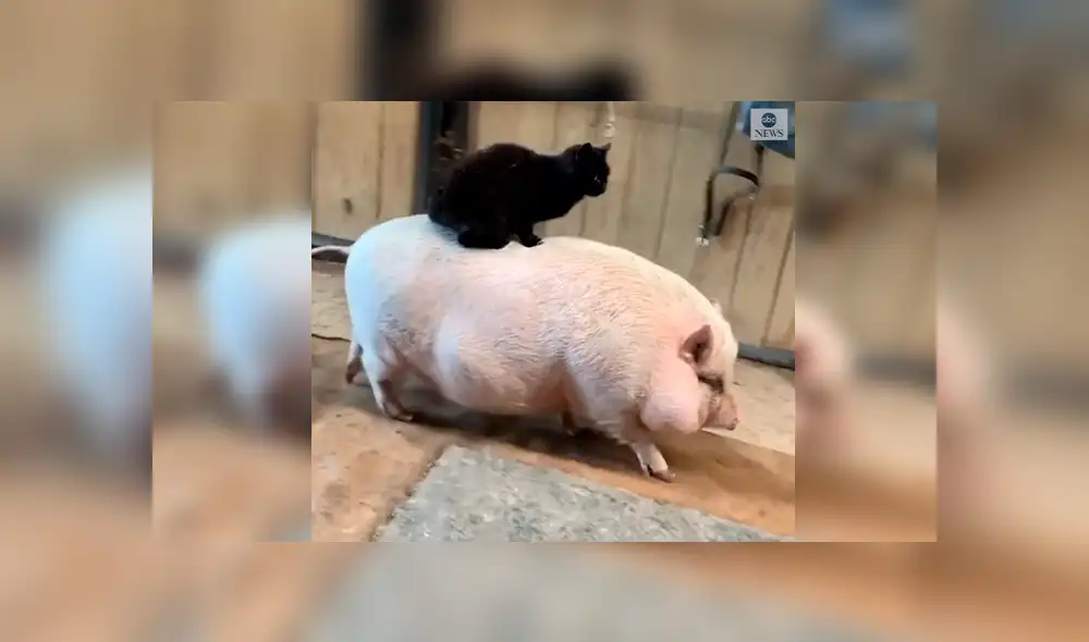 En Facebook, un travieso gato fue captado por su dueño dando un singular paseo al lado de su ‘mejor amigo’.