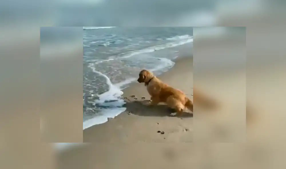 Desliza hacia la izquierda para ver más del video viral. Fotocaptura: Twitter