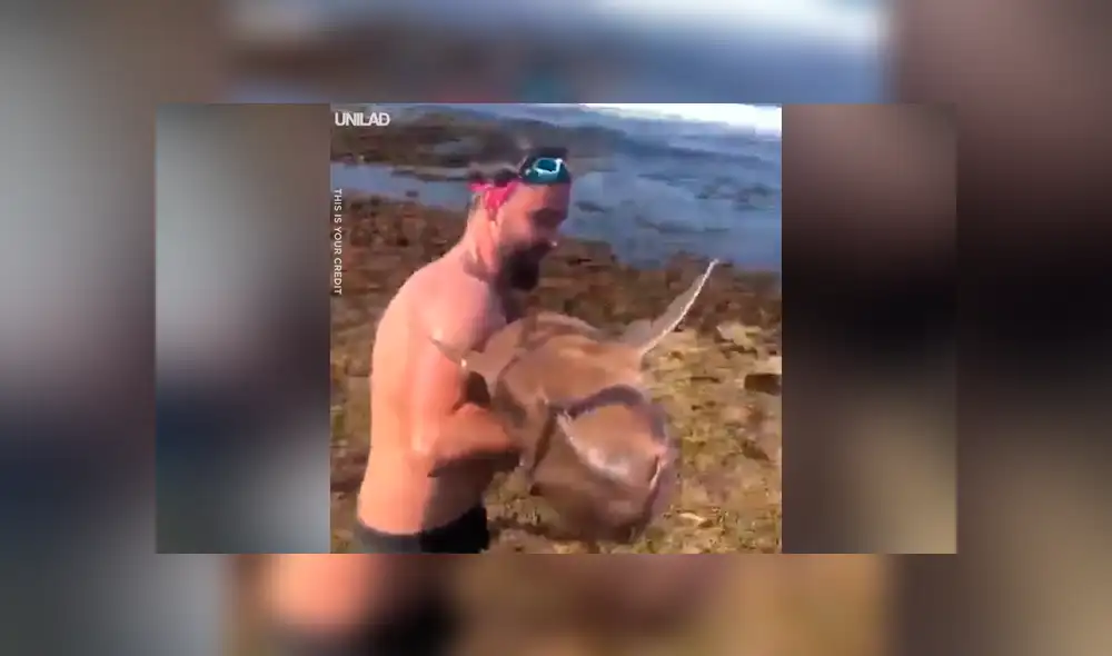 Jóvenes encuentran a tiburón atrapada entre dos piedras, la ayudan y calman su dolor [VIDEO] 
