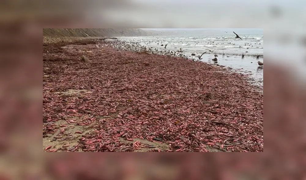 “Peces pene” invaden playa de California y desconciertan a bañistas por su extraña forma [VIDEO]