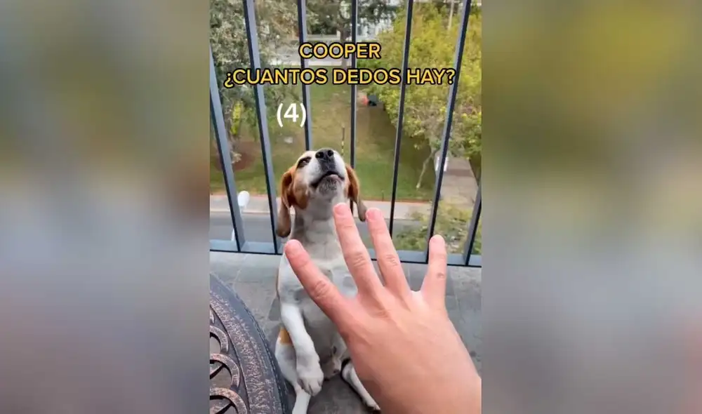 Desliza las imágenes para ver la increíble escena que protagonizó este inteligente perro y su dueño. Foto: Captura de TikTok/ Álvaro Guerra