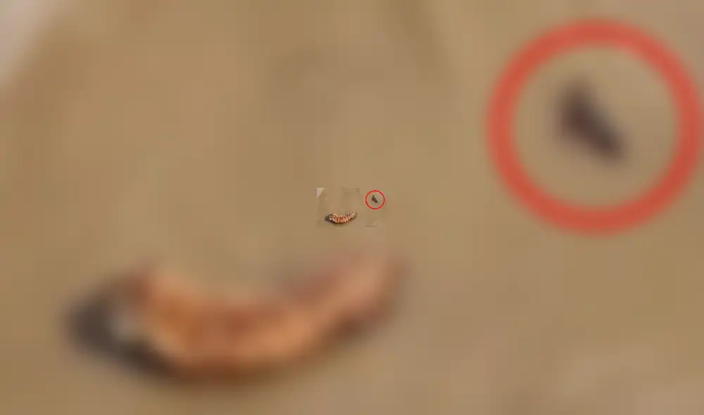 Facebook viral: Patos se burlan cruelmente de un feroz tigre, que entró a su hogar para devorarlos [VIDEO] 